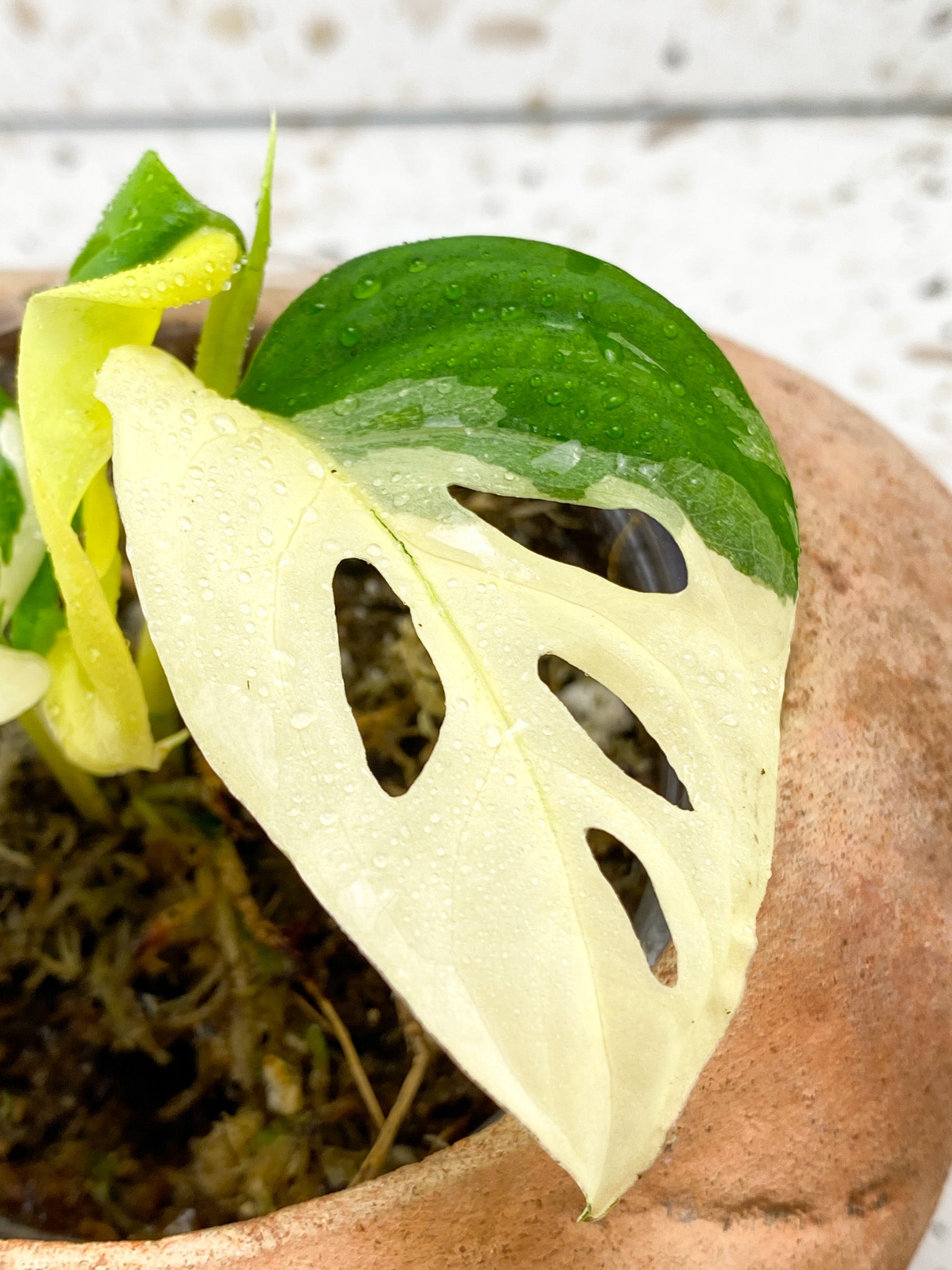 Monstera Acuminata Variegated 3 leaves with new shoot