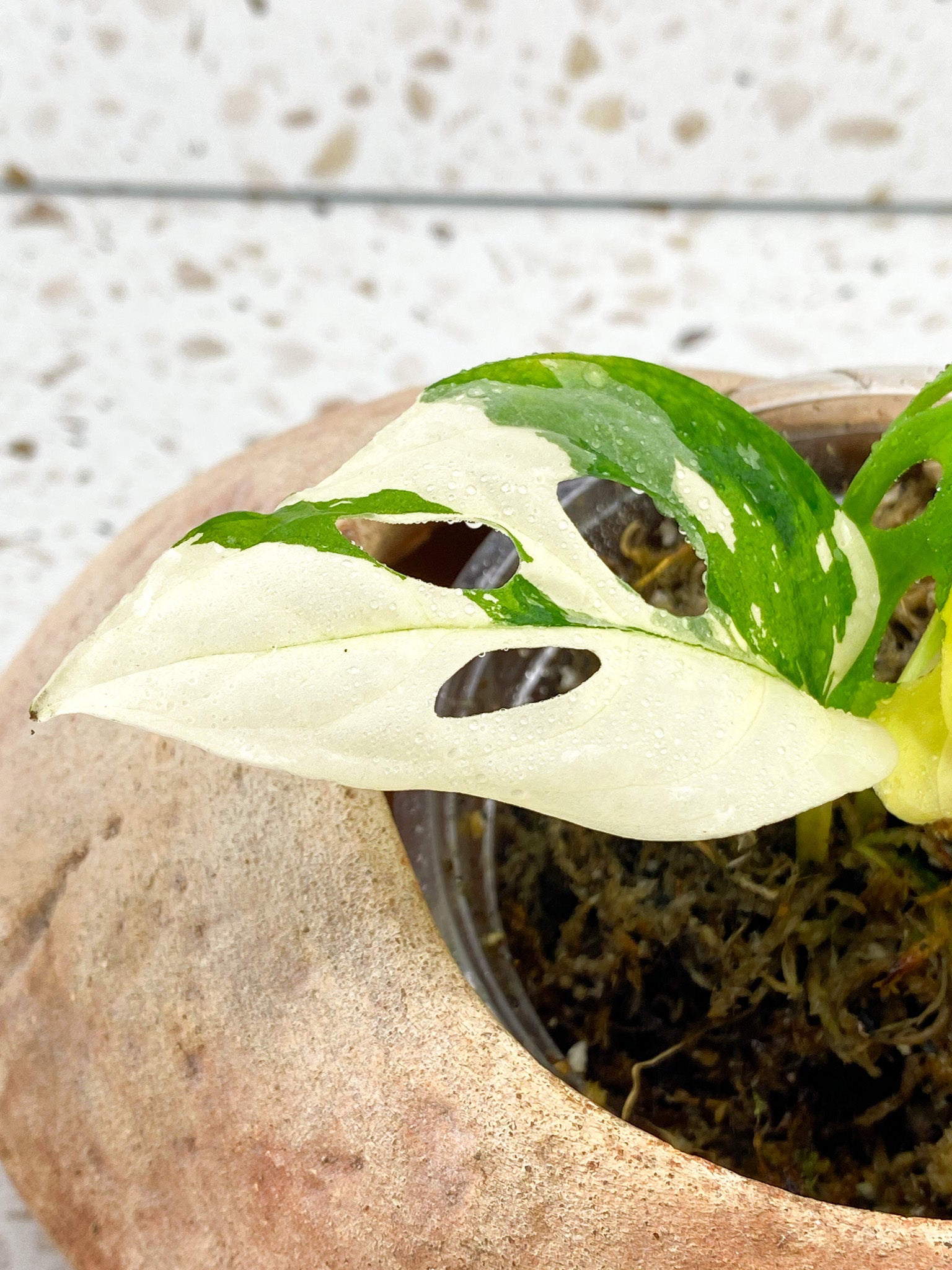 Monstera Acuminata Variegated 3 leaves with new shoot