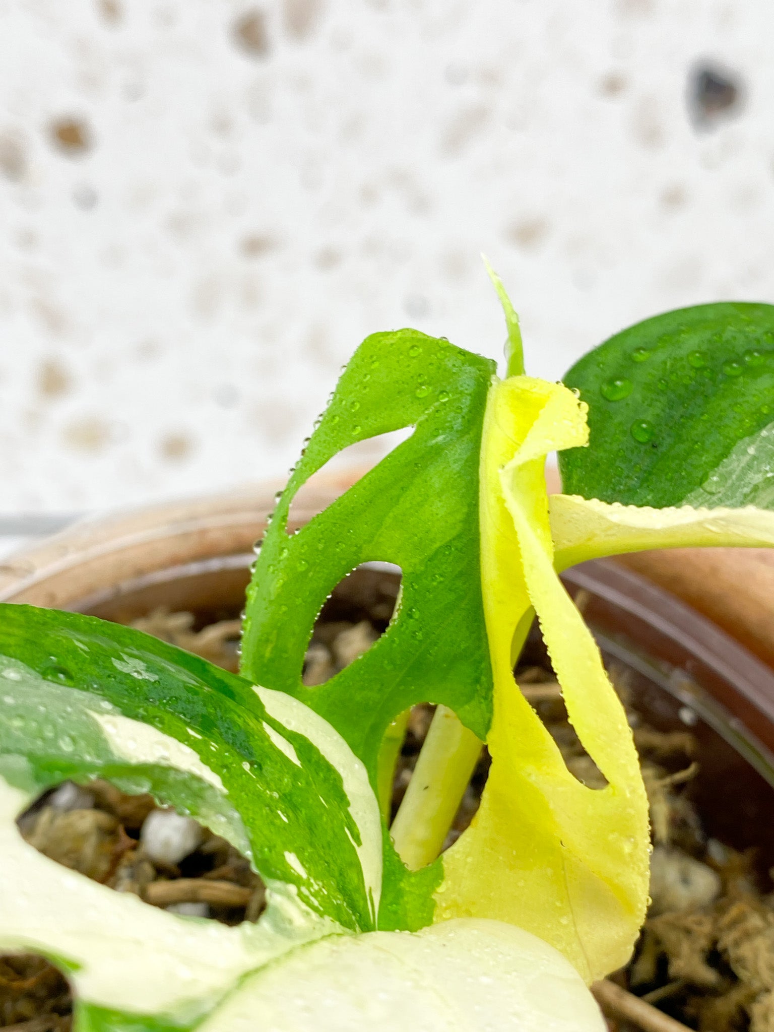 Monstera Acuminata Variegated 3 leaves with new shoot