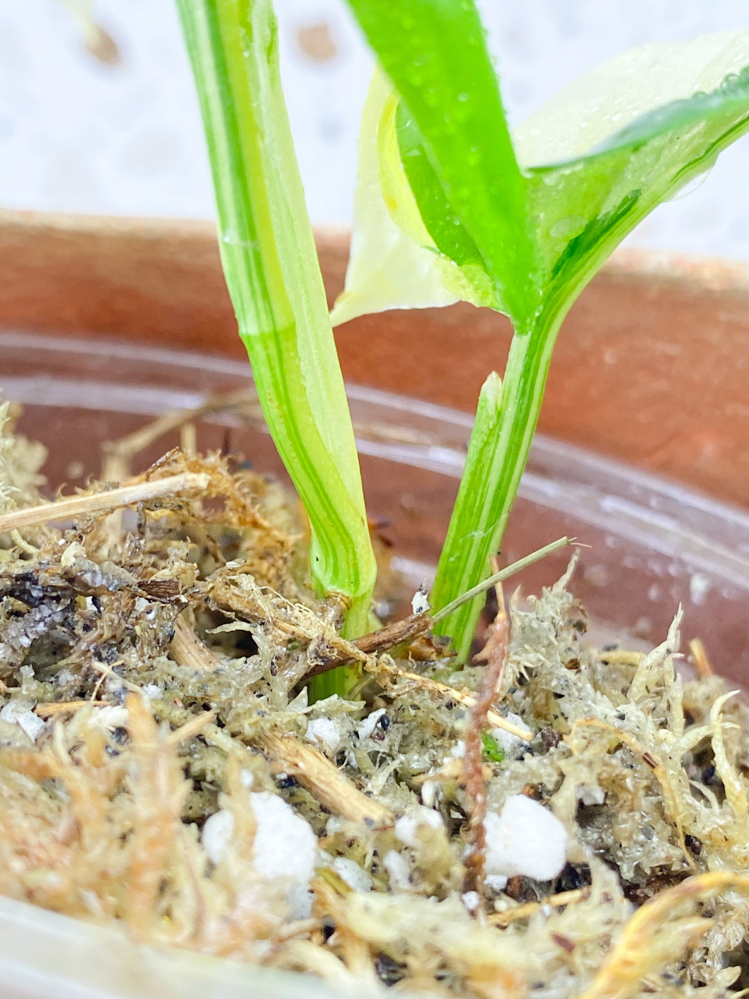 Monstera Acuminata Variegated 3 leaves with new shoot