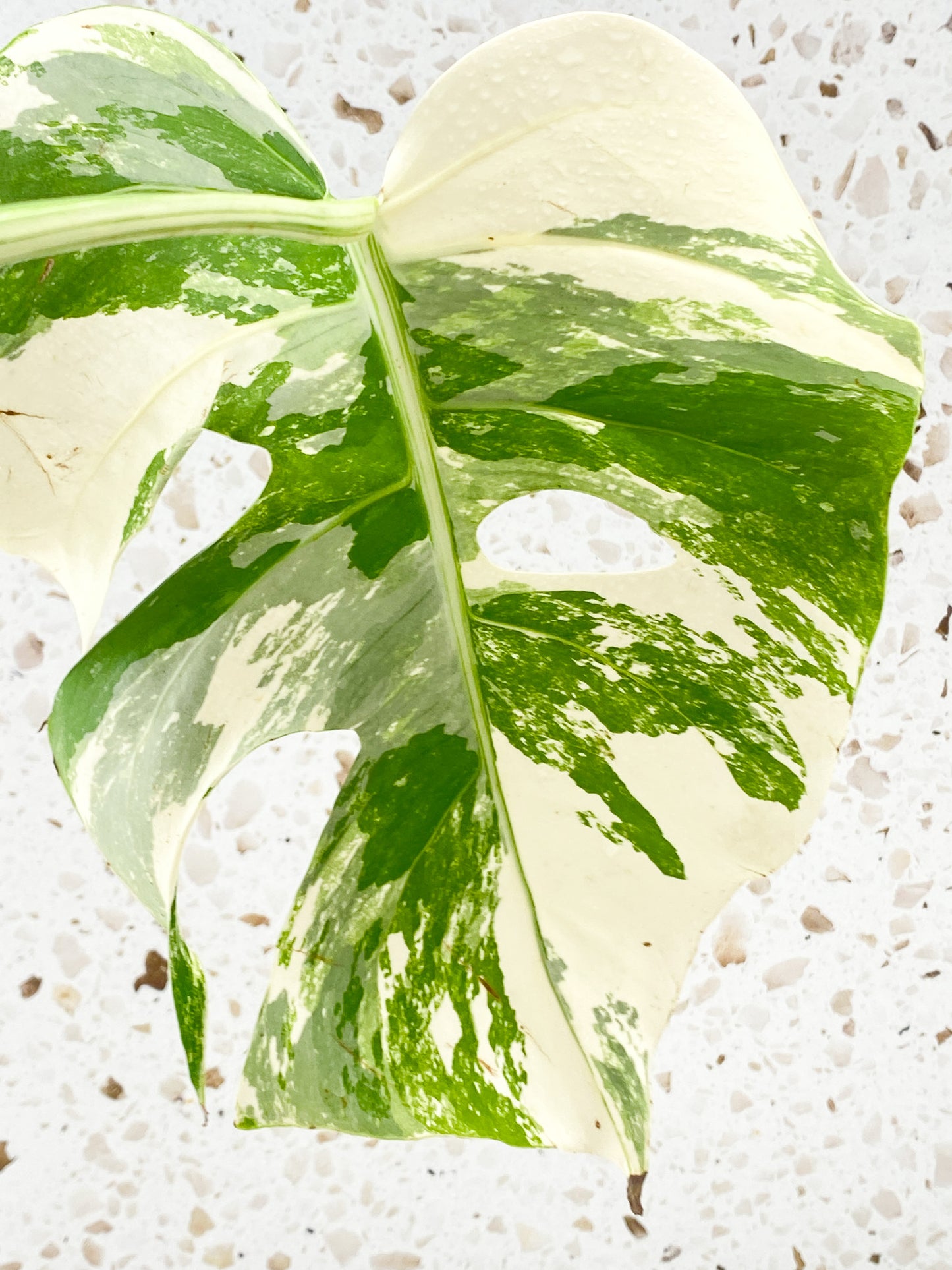 Monstera Albo White Tiger 1 leaf high variegation