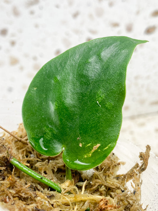 Scindapsus Black Mamba 1 leaf (rooting)