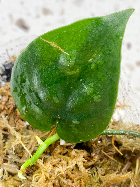 Scindapsus Black Mamba 1 leaf with shoot