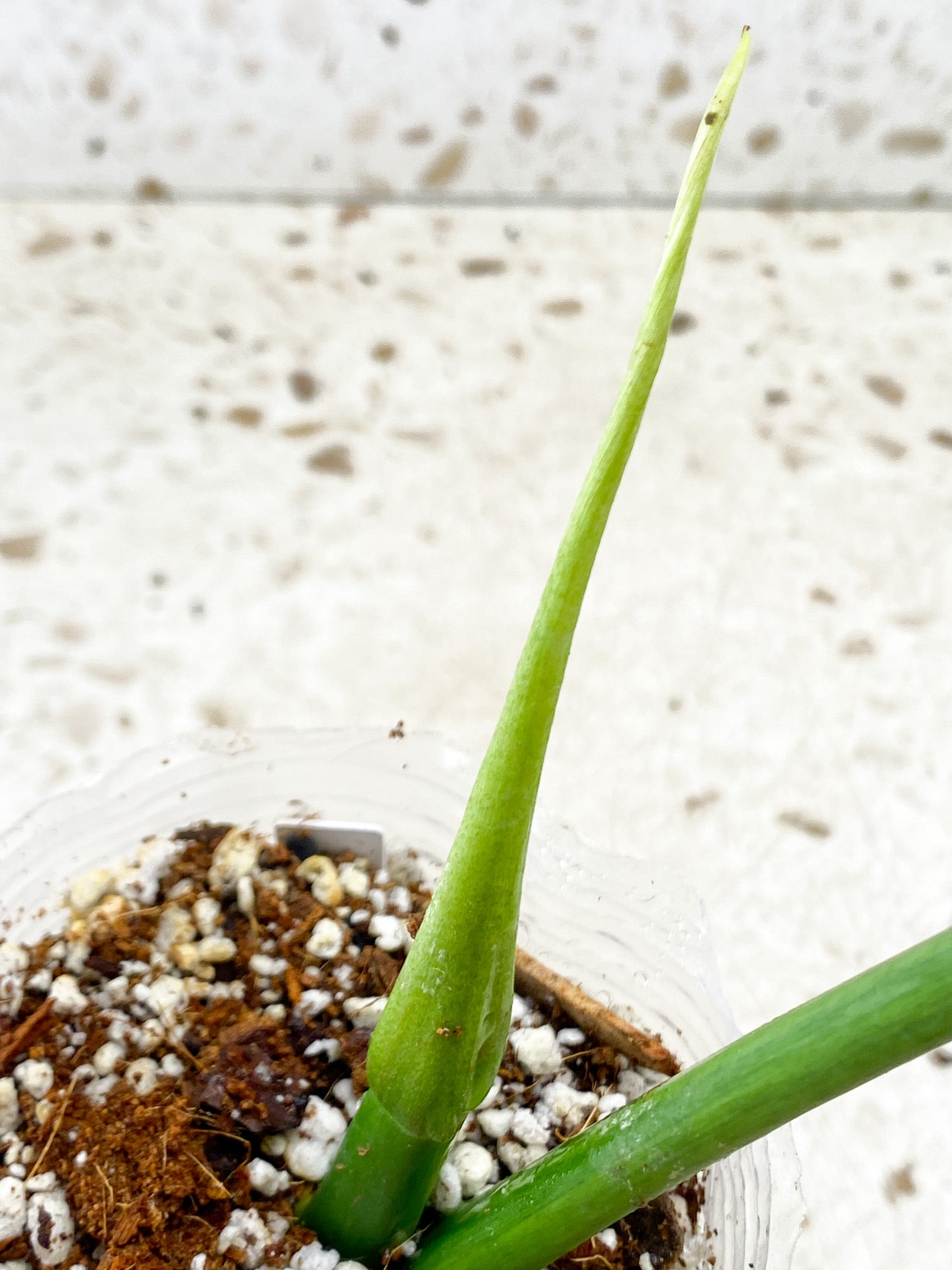 Thaumatophyllum/Philodendron Radiatum 1 shoot