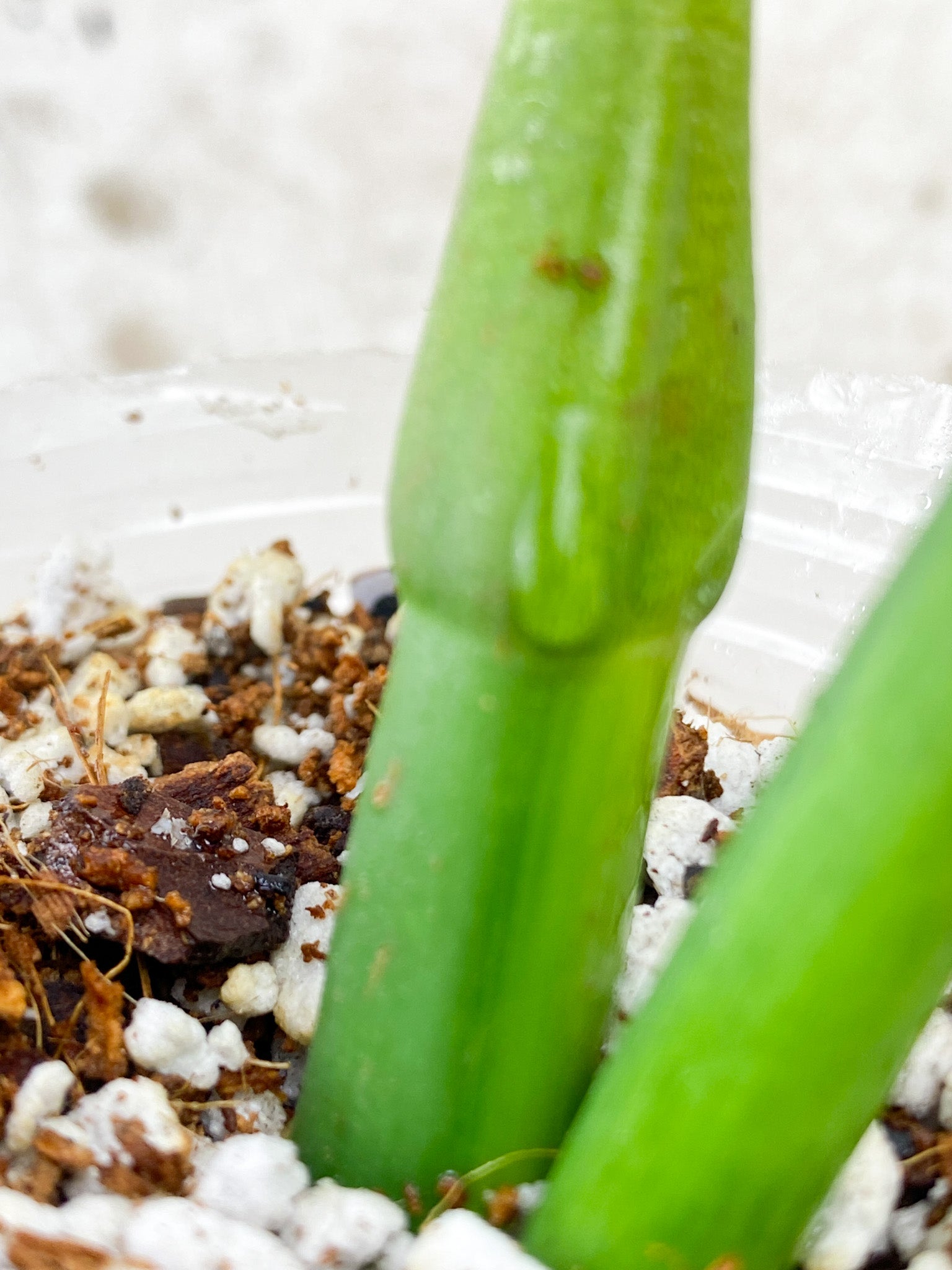 Thaumatophyllum/Philodendron Radiatum 1 shoot