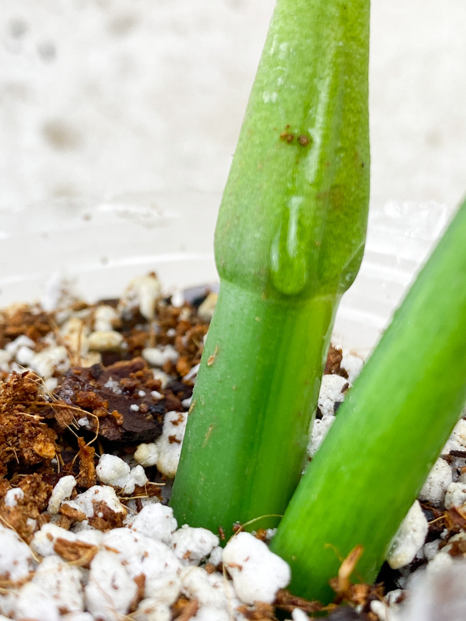 Thaumatophyllum/Philodendron Radiatum 1 shoot