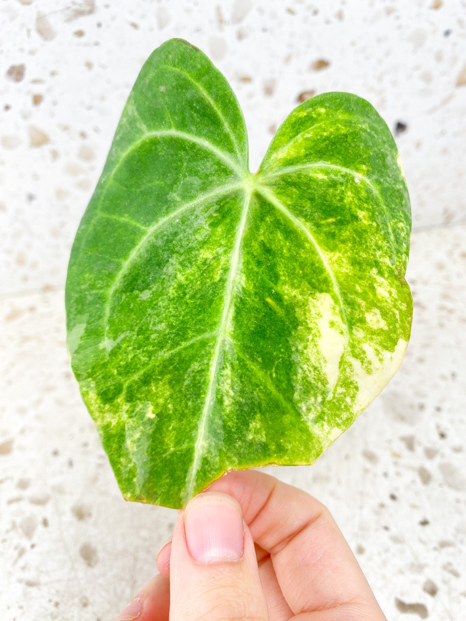 Anthurium King Clarinervium Variegated 1 leaf double node