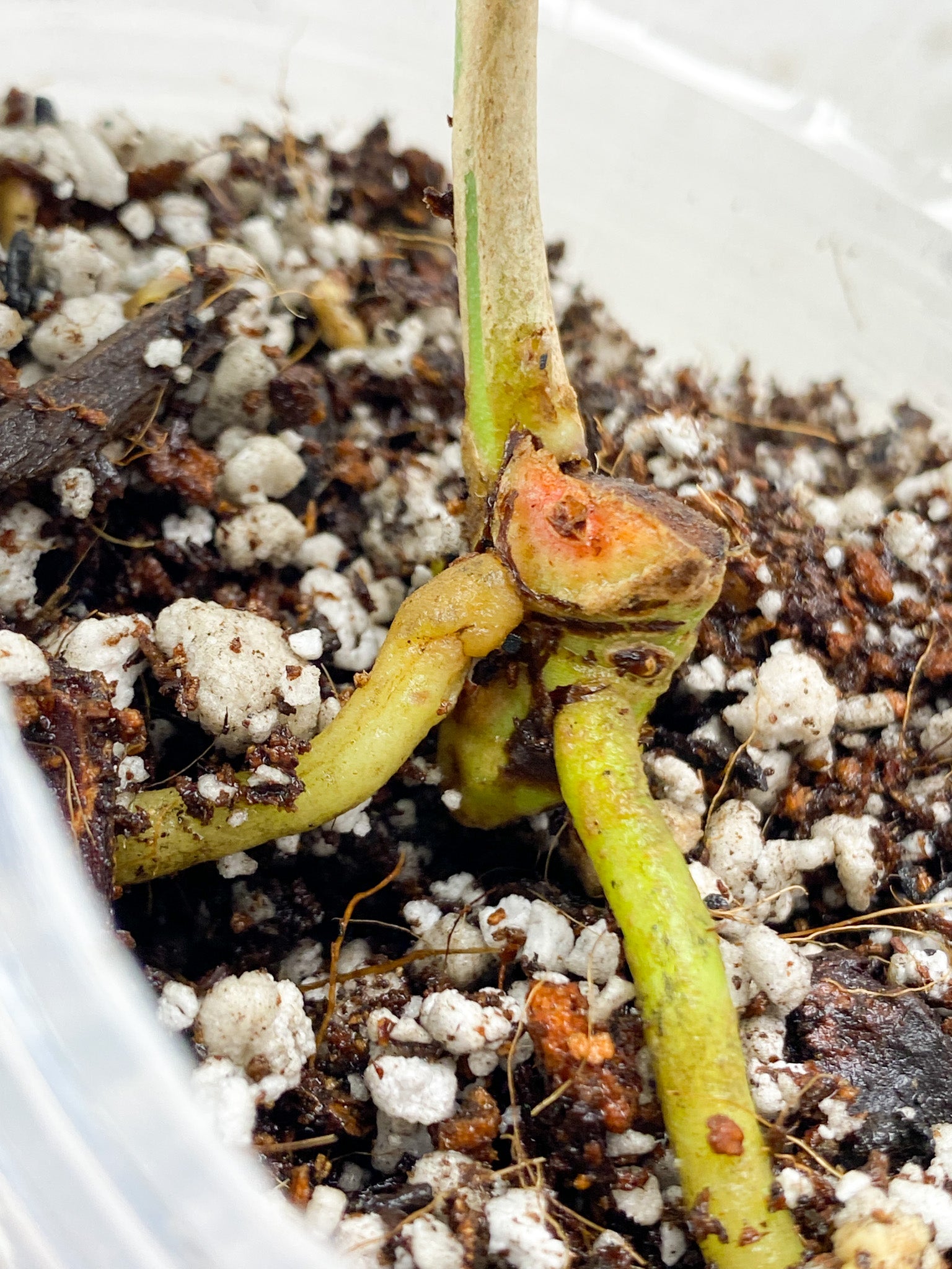 Anthurium King Clarinervium Variegated 1 leaf double node