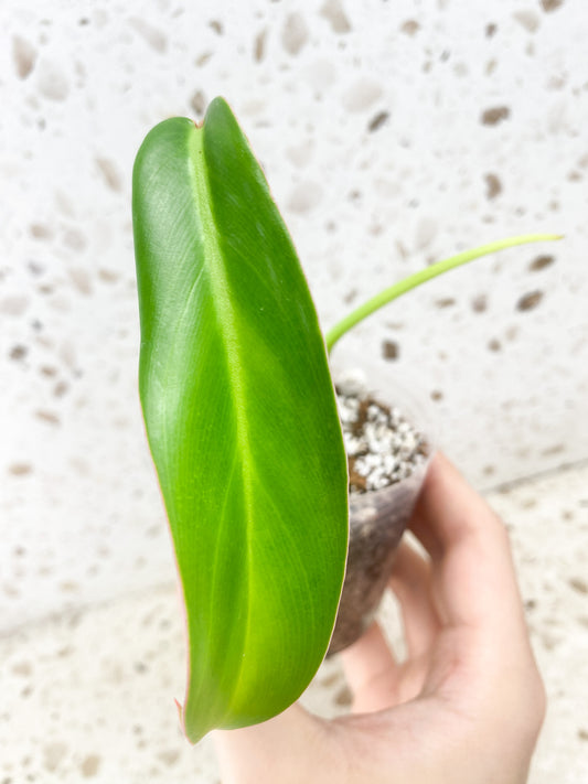 Philodendron Jerry Horne 1 leaf 1 shoot top cutting