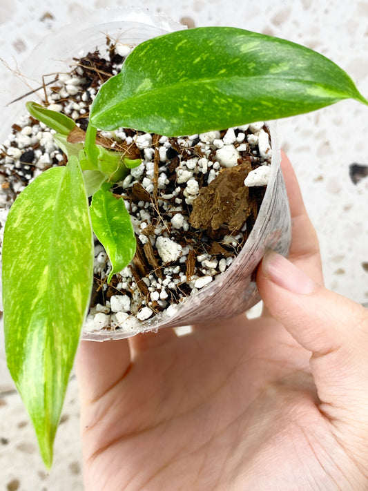 Philodendron Ring of Fire 3 leaves 1 shoot and 1 sprout baby plant