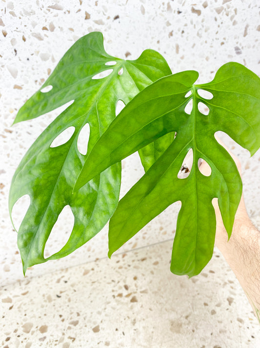 Amydrium Medium 2 leaves with sprouting node