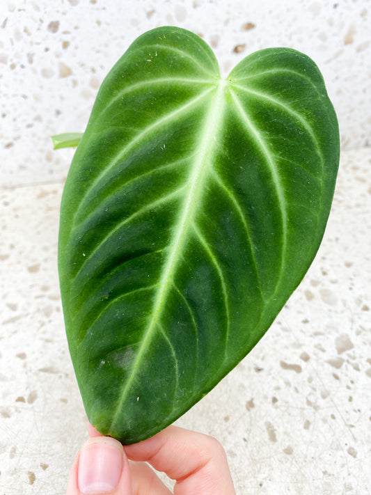 Anthurium Villenaorum 1 leaf 1 shoot top cutting