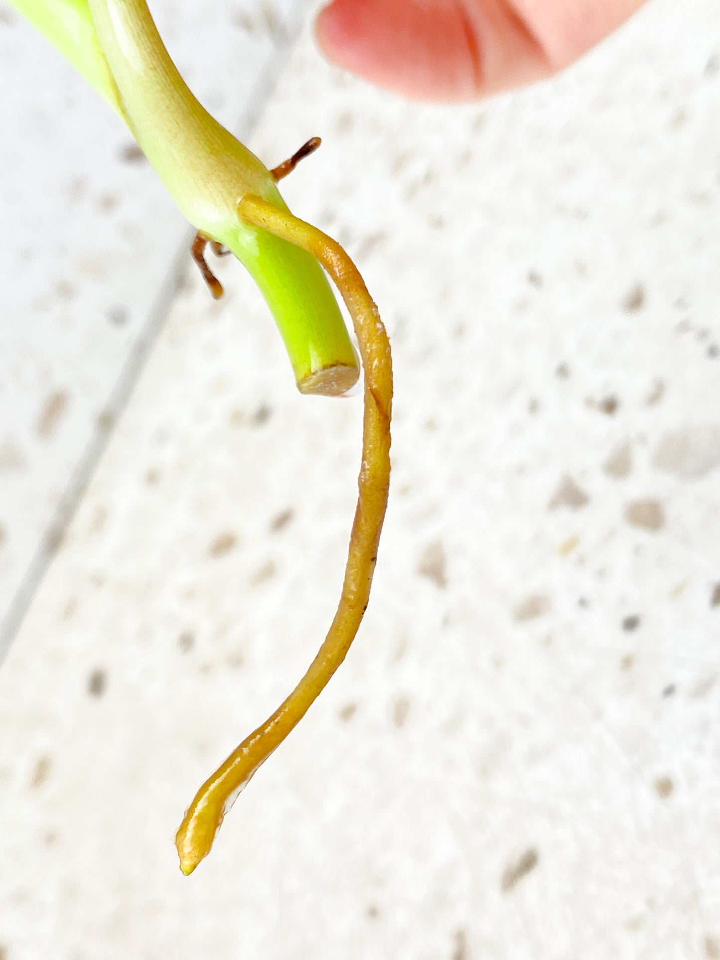 Syngonium Aurea 3 leaf top cutting newest leaf is unfurling (rooting in water)