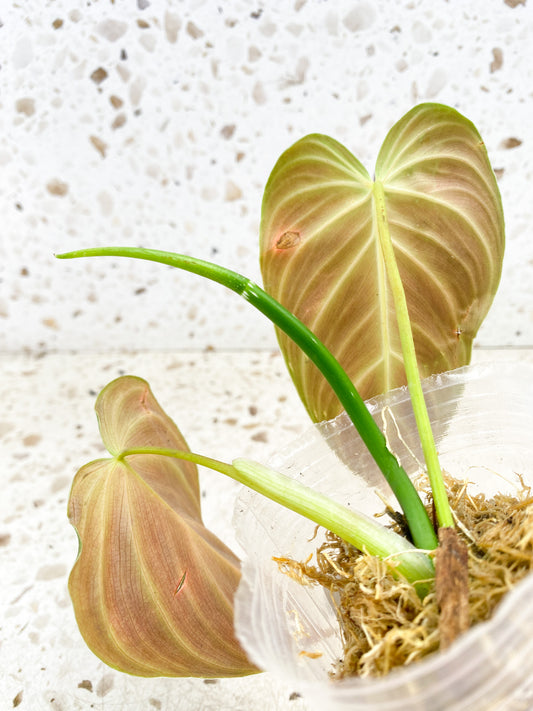 Philodendron Splendid 2 leaves 1 shoot top cutting