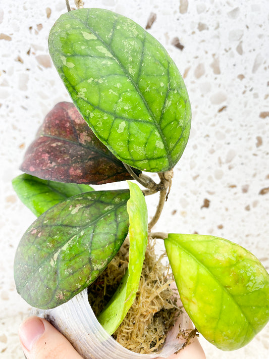Hoya sp. "Irina" (EPC-964) multiple leaves