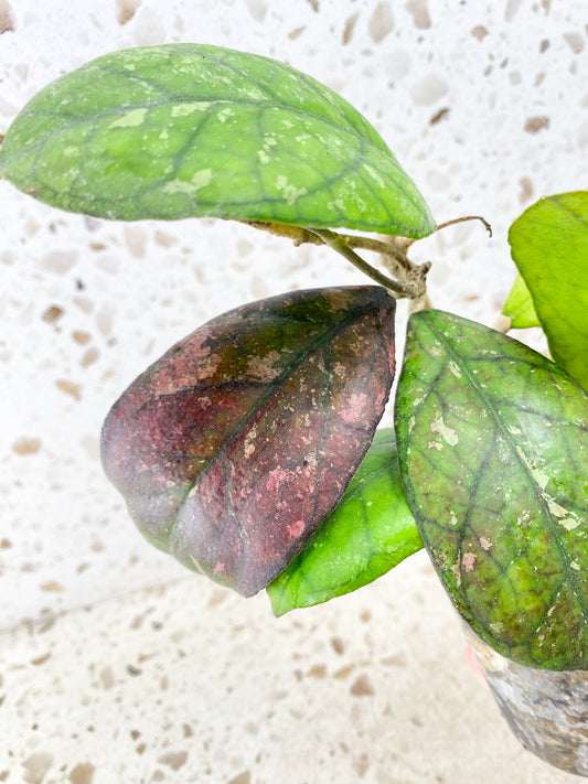 Hoya sp. "Irina" (EPC-964) multiple leaves