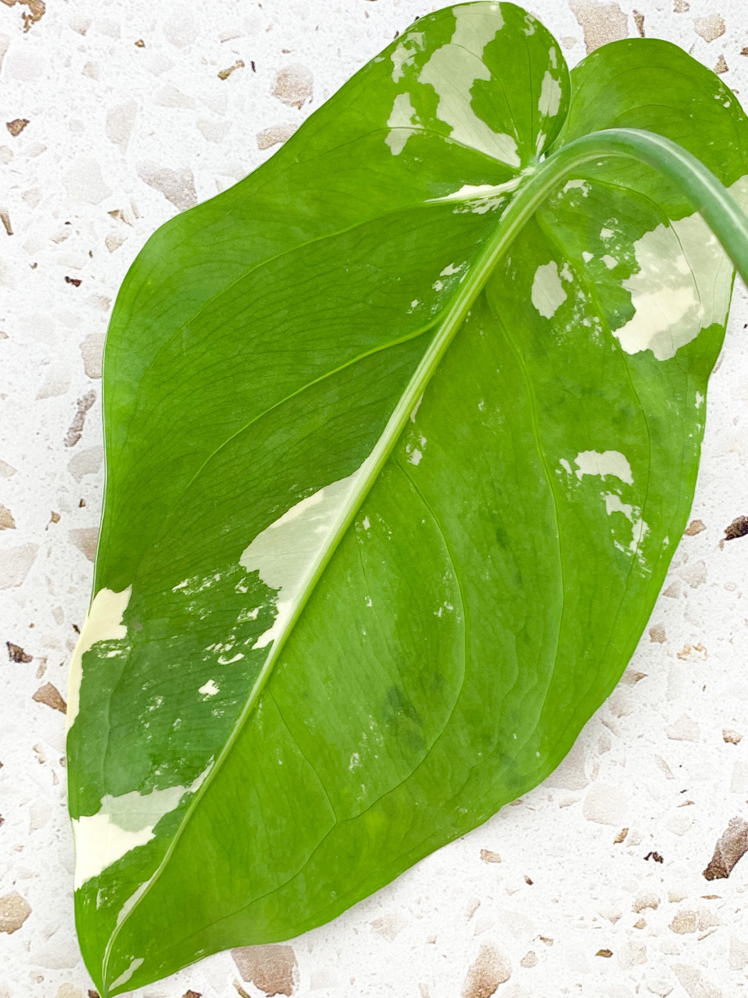 Syngonium Chiapense Variegated 1 leaf (rooting)