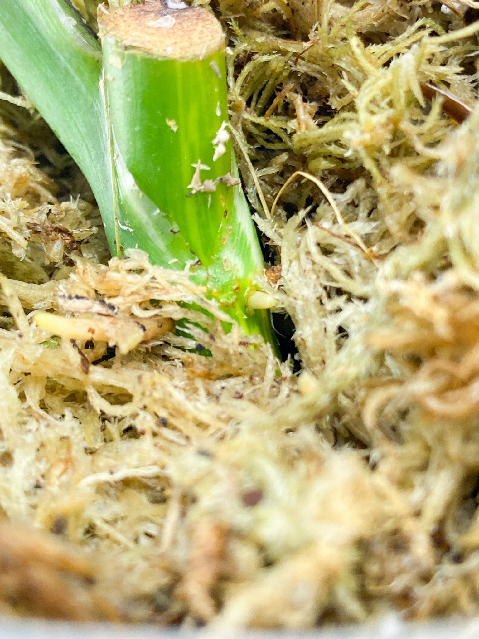 Syngonium Chiapense Variegated 1 leaf (rooting)