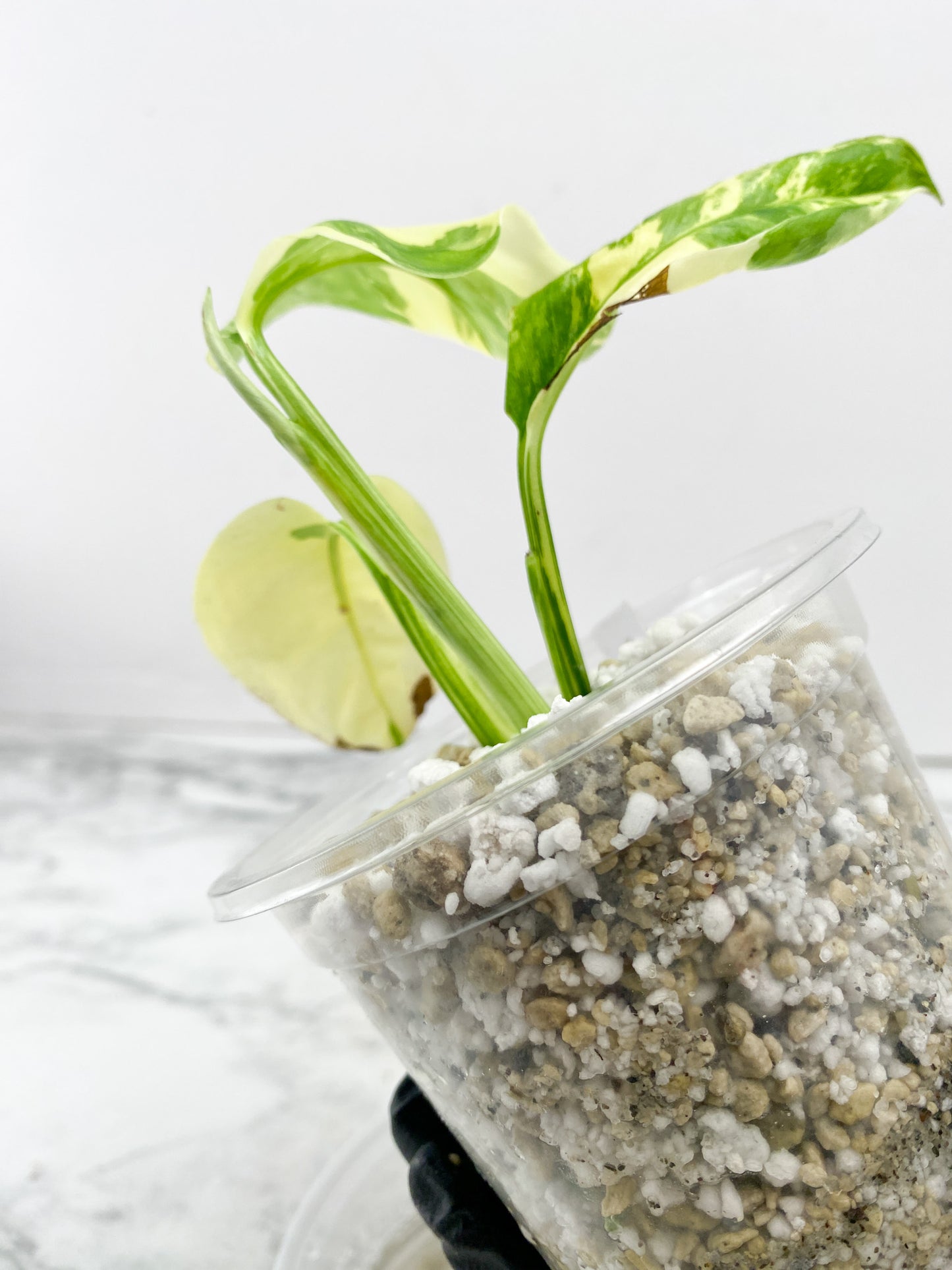 Monstera Lechleriana Variegated 3 leaves 1 sprout rooting