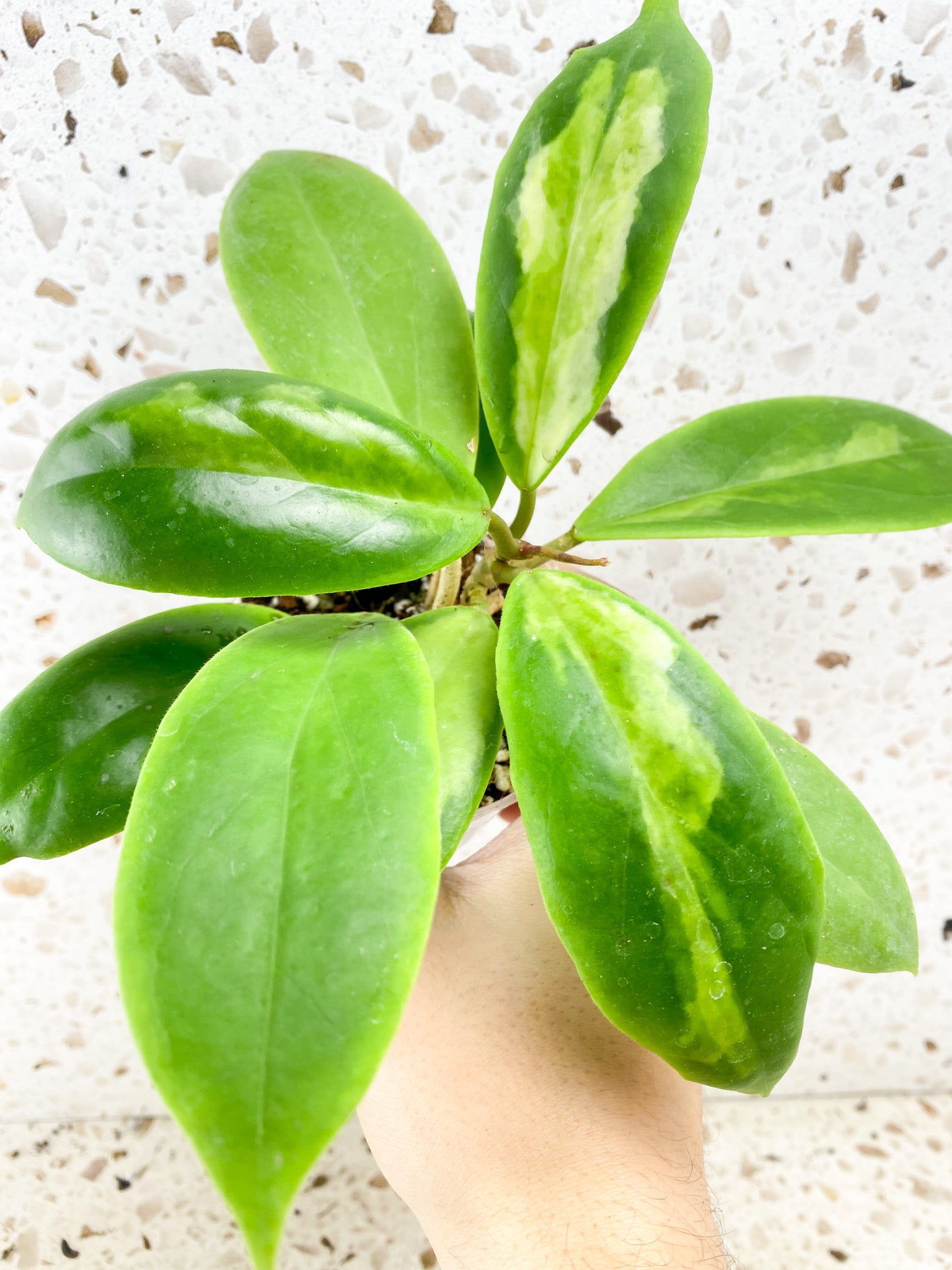 Hoya Incrassata Moonshine multiple leaves – Leafy Soulmates