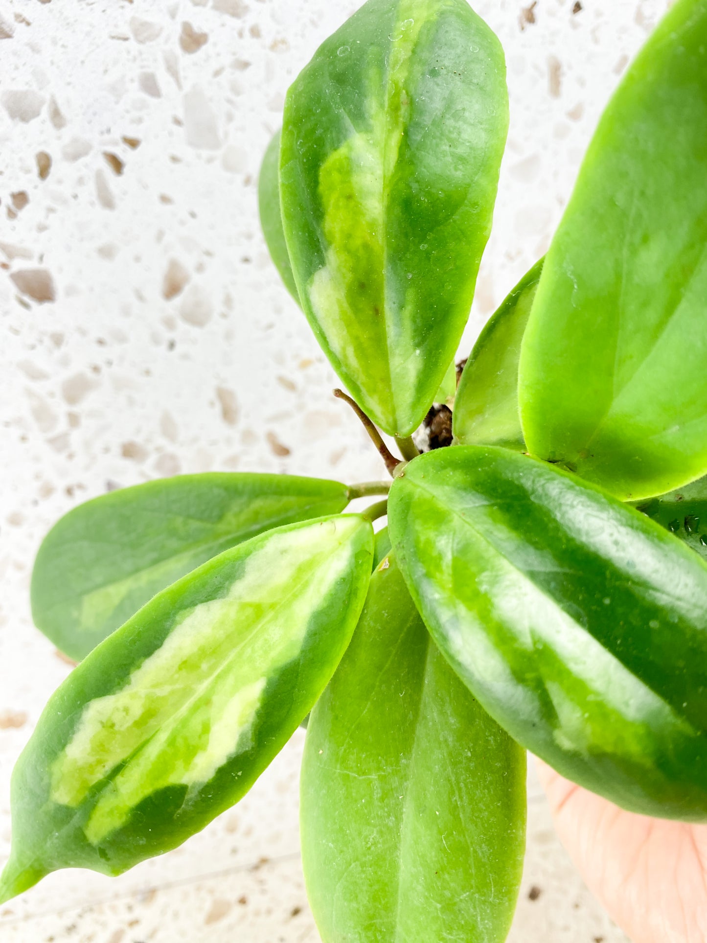 Hoya Incrassata Moonshine multiple leaves – Leafy Soulmates