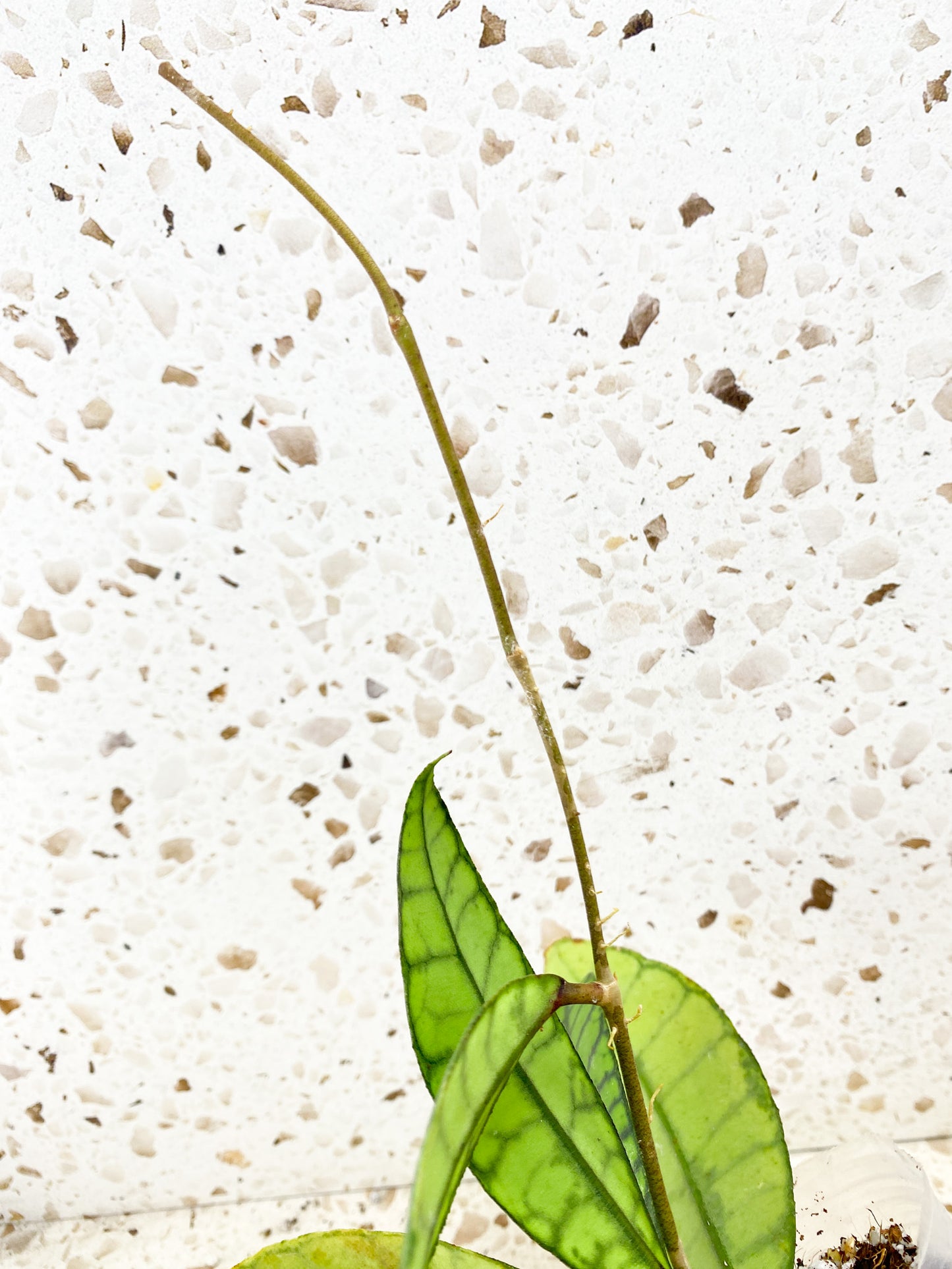 Hoya Calistophylla Hybrid 6 leaves with runner