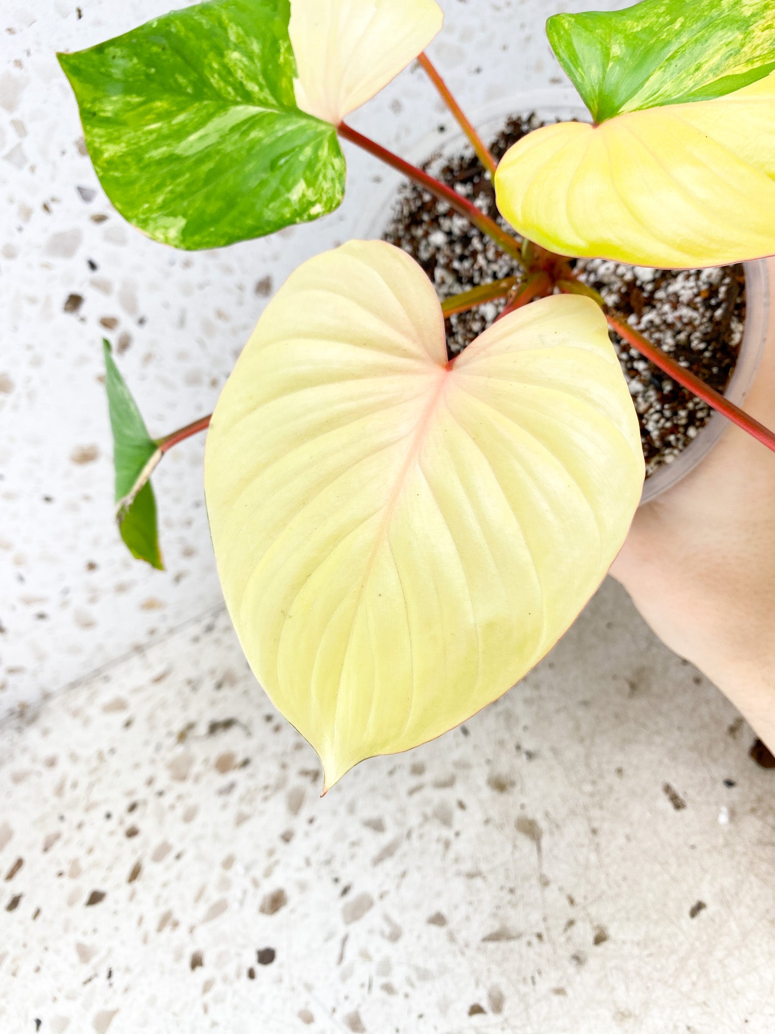 Homalomena Rubescens Variegated Aurea Pink 7 leaf top cutting highly variegated (MOTHER PLANT)