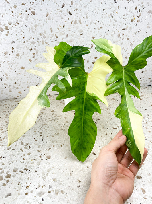 Philodendron Golden Dragon Variegated 3 leaves 1 shoot top cutting
