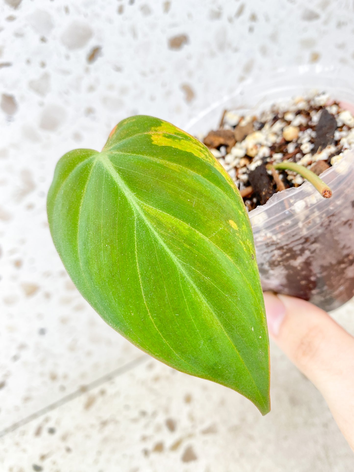 Philodendron Micans Variegated 1 leaf