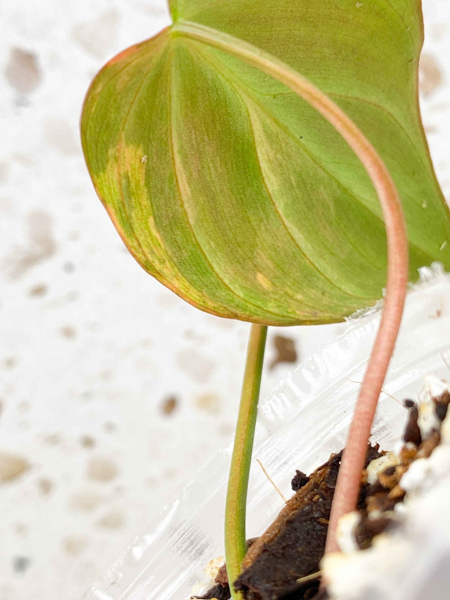 Philodendron Micans Variegated 1 leaf