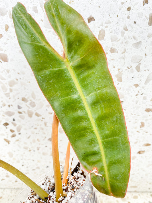 Philodendron Billietiae 2 leaves 1 shoot top cutting