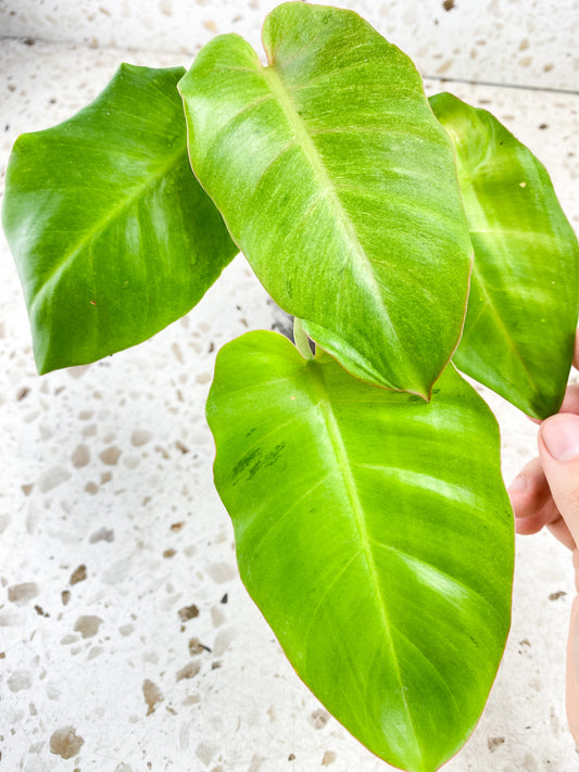 Philodendron Snowdrift 4 leaf top cutting