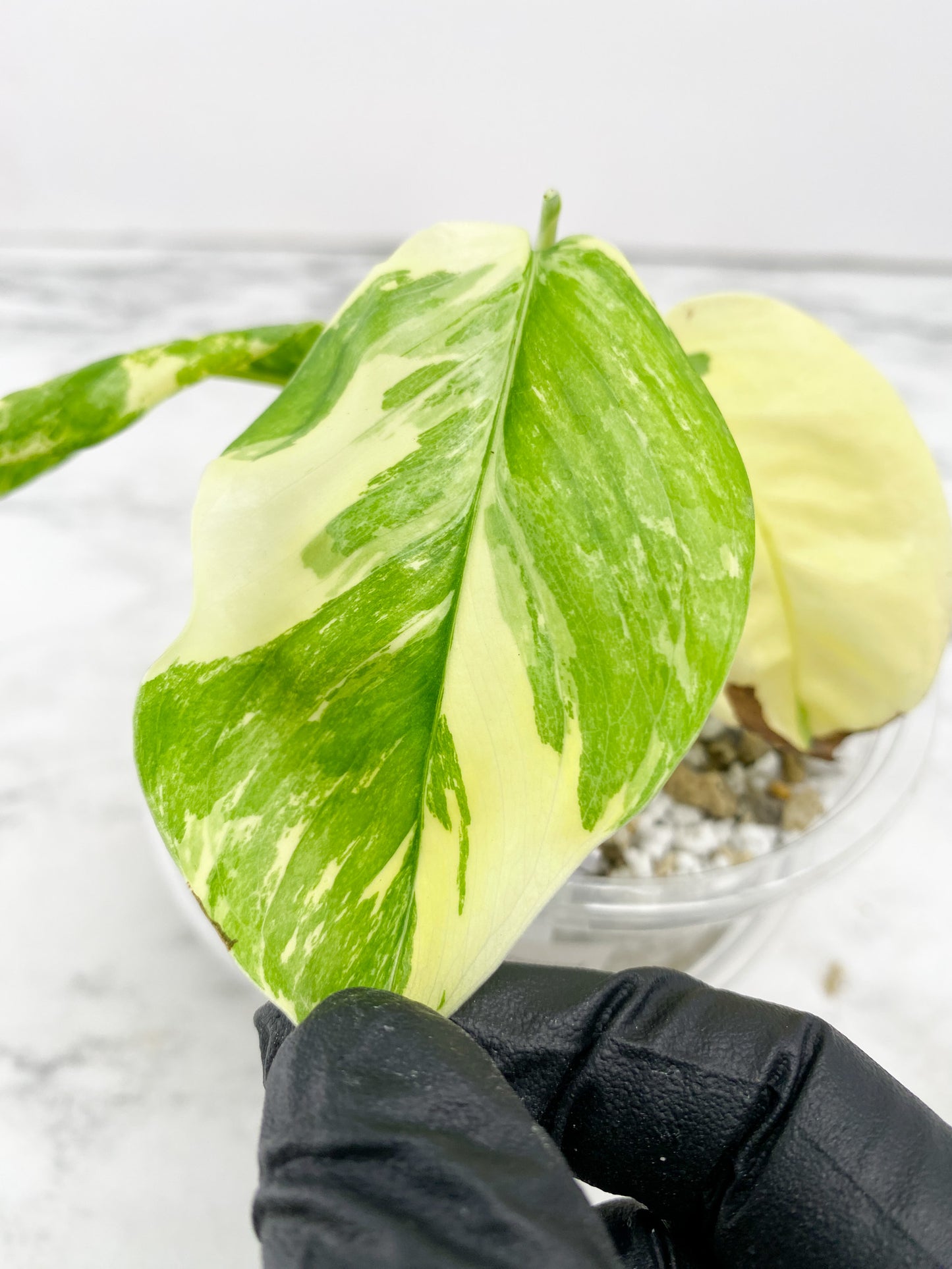 Monstera Lechleriana Variegated 3 leaves 1 sprout rooting