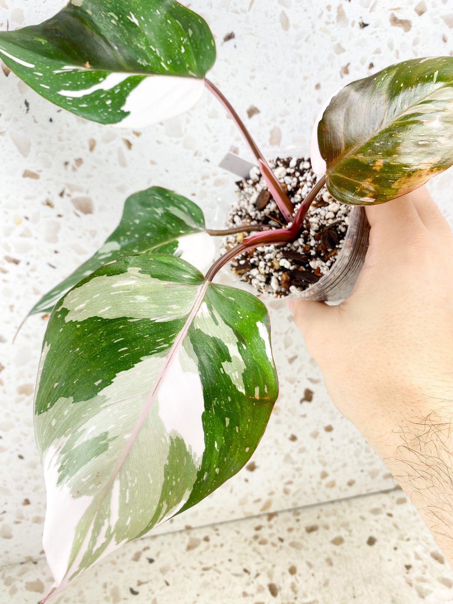 Philodendron Variegated Red Anderson store Rooted Top Cutting