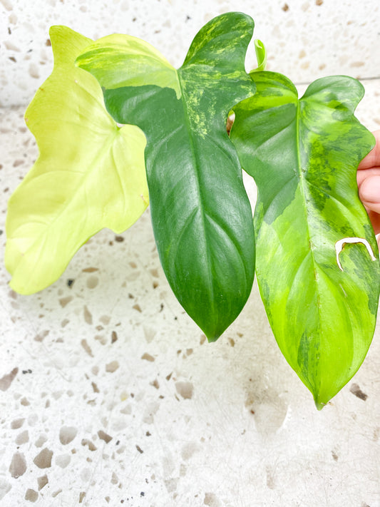 Philodendron Bipennifolium Variegated 3 leaf top cutting (rooting)