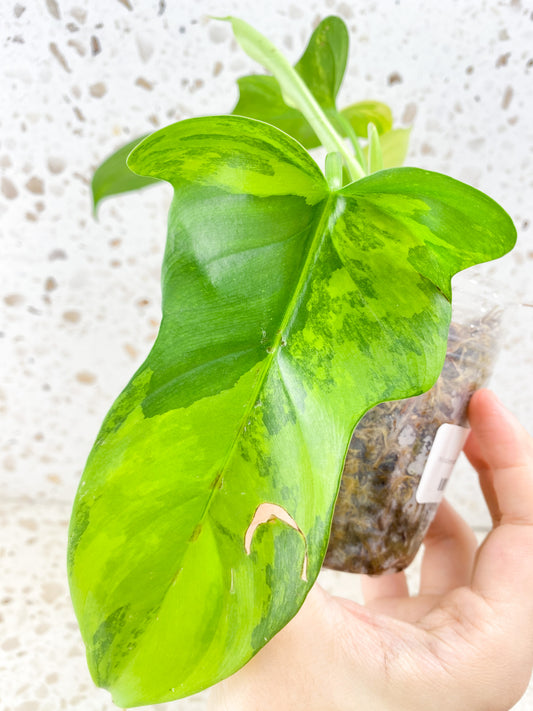 Philodendron Bipennifolium Variegated 3 leaf top cutting (rooting)