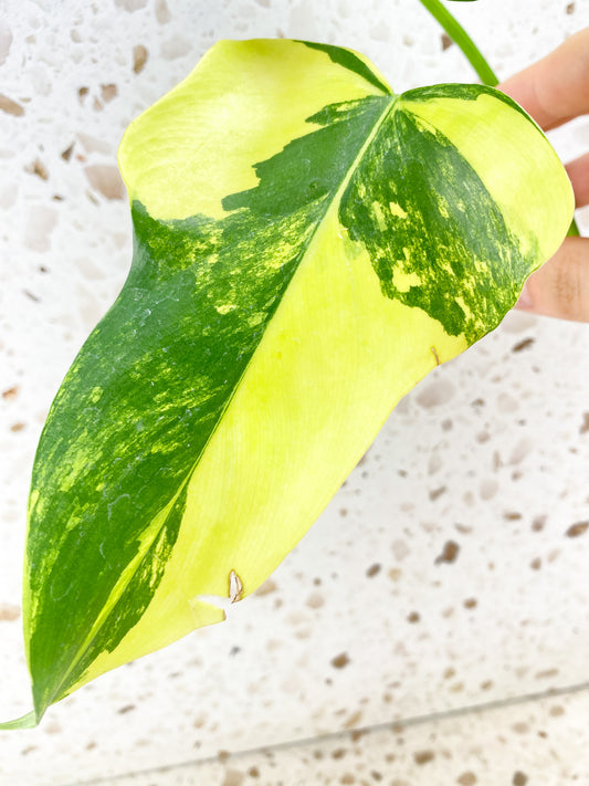 Philodendron Bipennifolium Variegated 2 leaves (rooting in water)
