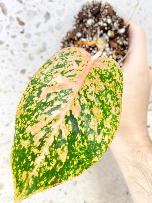 Aglaonema Orange Stardust 1 leaf