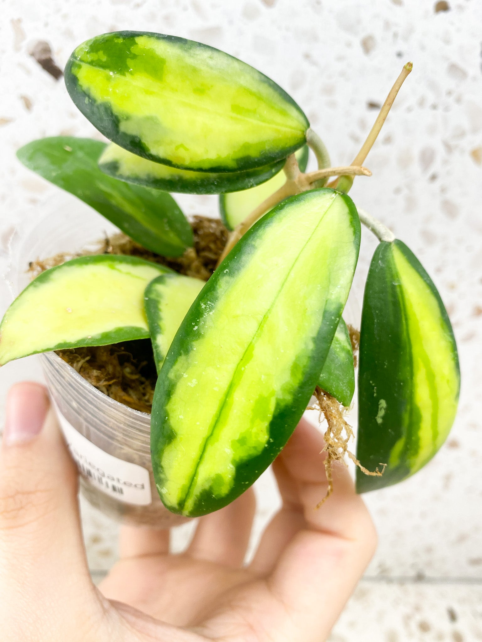 Hoya Acuta Variegated multiple leaves