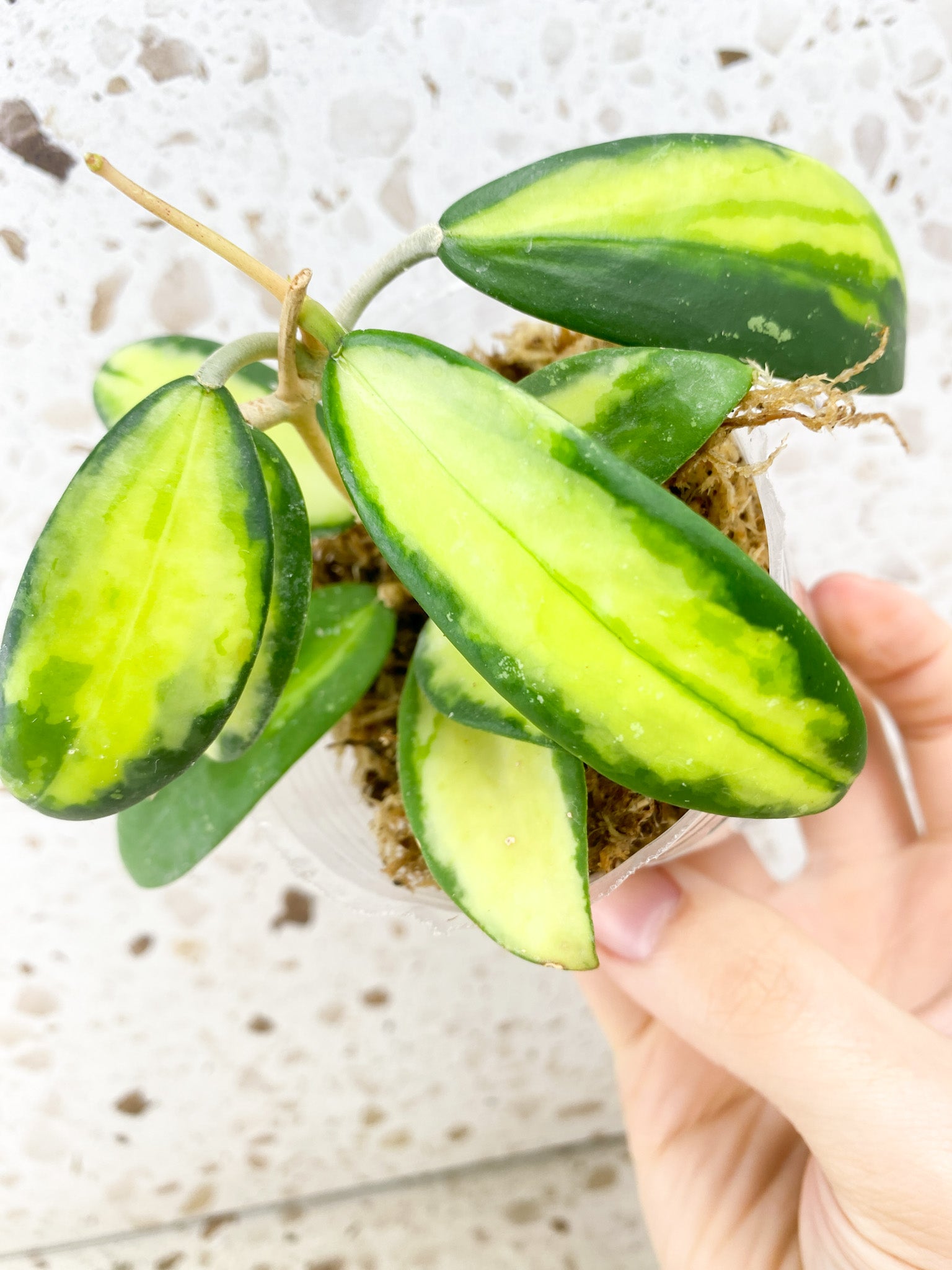 Hoya Acuta Variegated multiple leaves