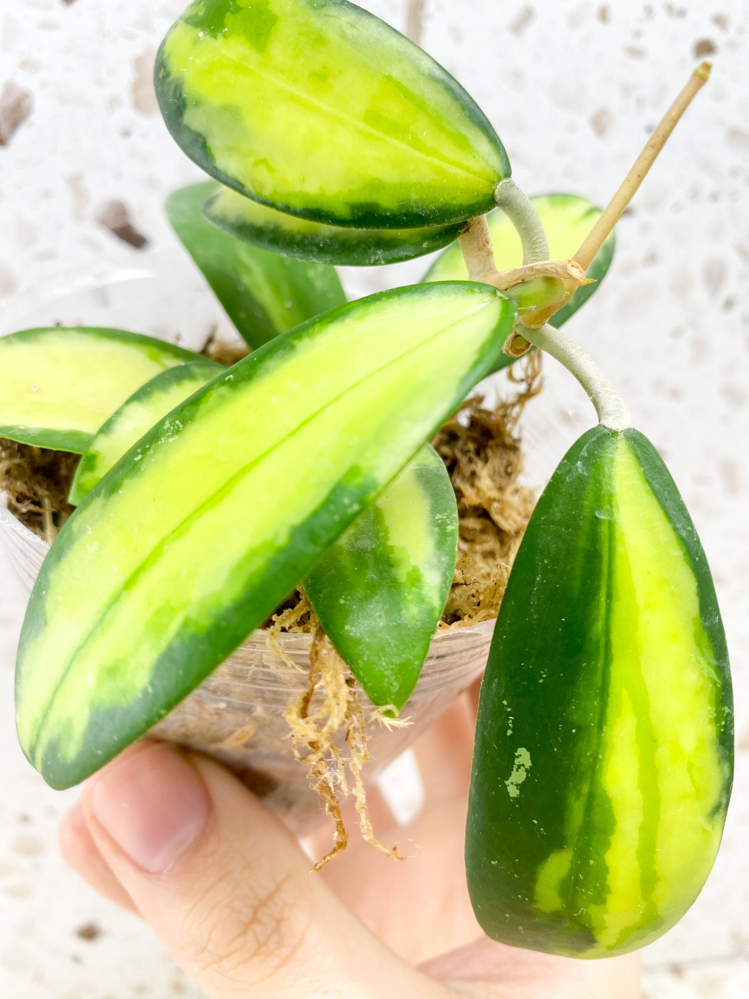 Hoya Acuta Variegated multiple leaves