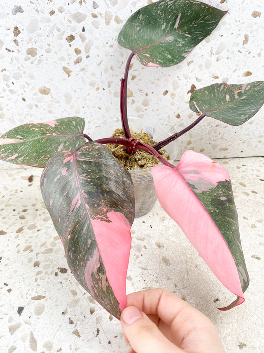 Philodendron Pink Princess Marble Galaxy 5 leaf top cutting (rooting)