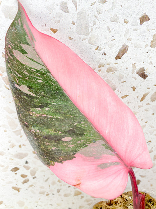 Philodendron Pink Princess Marble Galaxy 5 leaf top cutting (rooting)