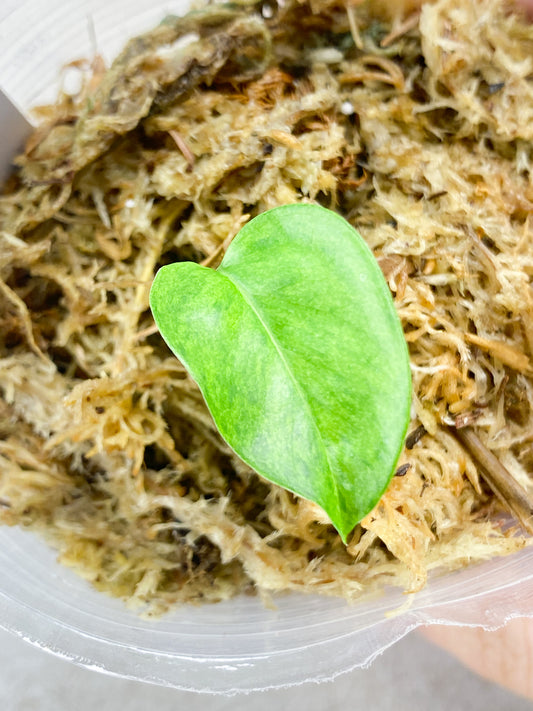 Epipremnum Pinnatum Mint 1 baby leaf (rooting)