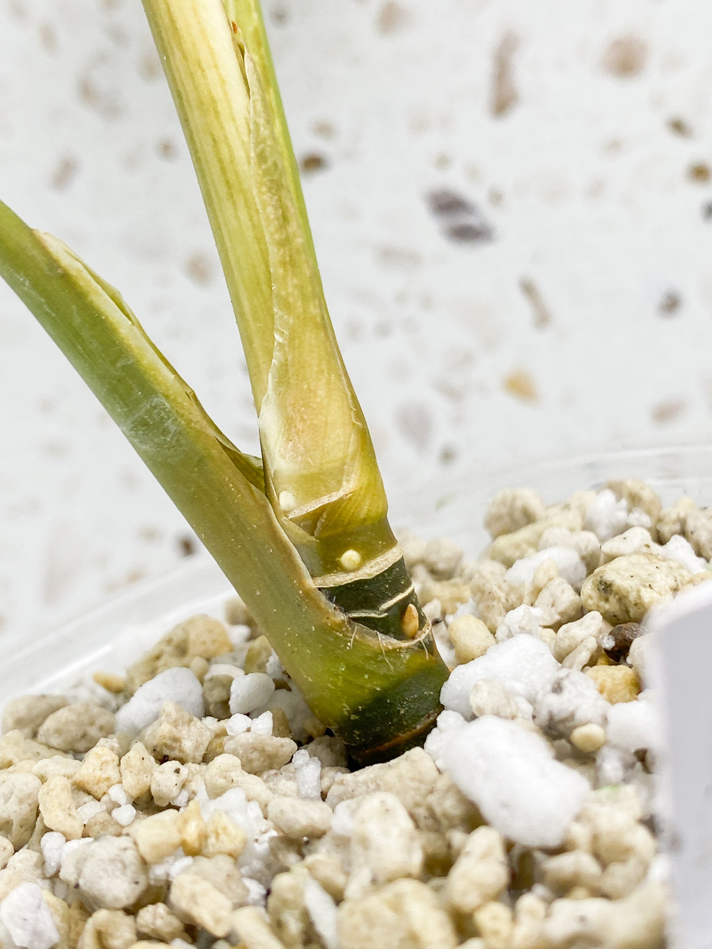 Aglaonema Manila Pride 2 leaves 1 unfurling high variegation