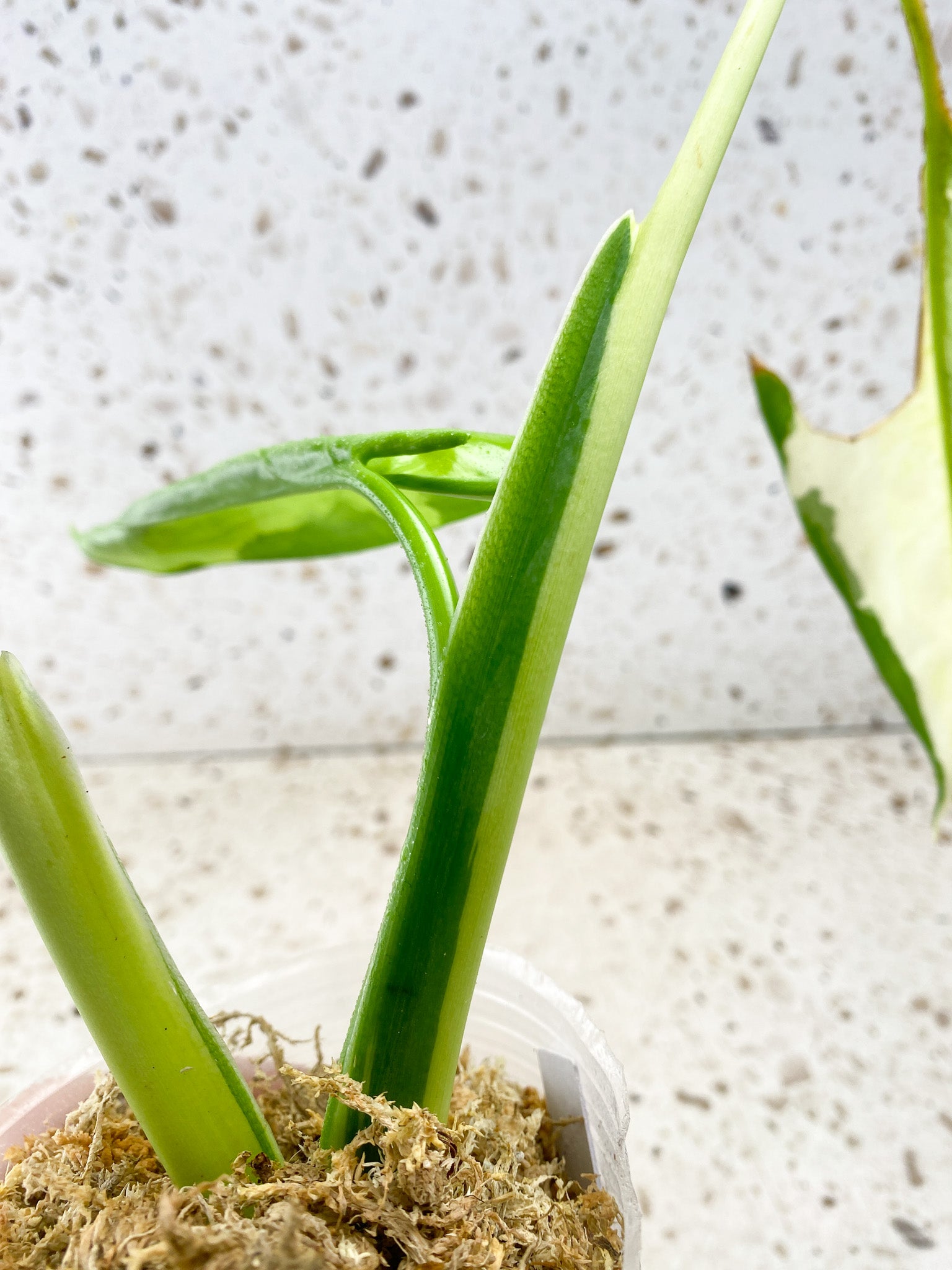 Syngonium Chiapense Variegated 3 leaf top cutting highly variegated new leaf coming soon (slightly rooted)