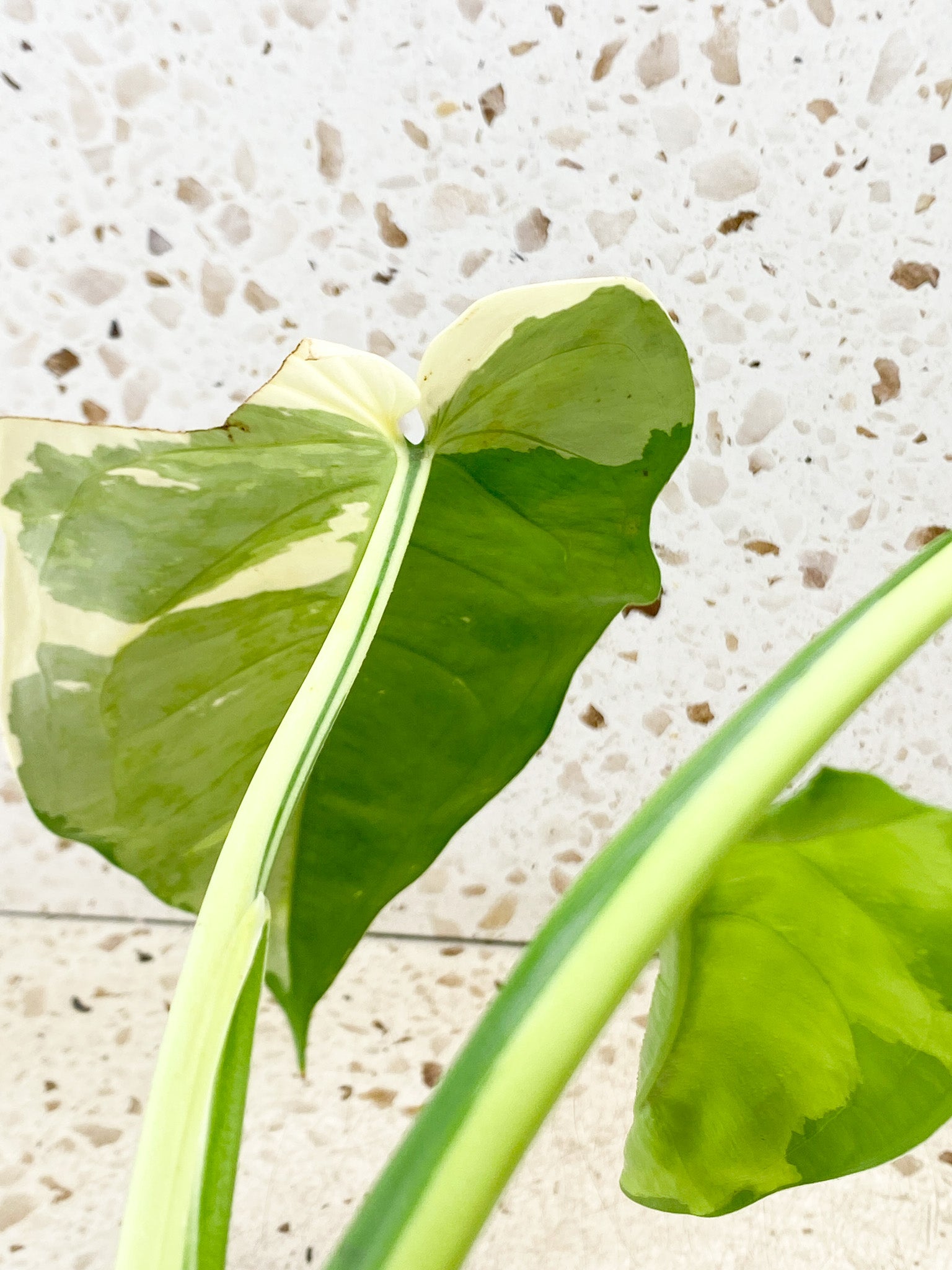 Syngonium Chiapense Variegated 3 leaf top cutting highly variegated new leaf coming soon (slightly rooted)