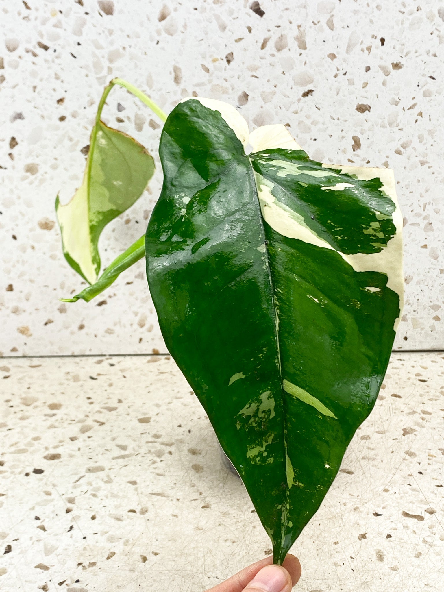 Syngonium Chiapense Variegated 3 leaf top cutting highly variegated new leaf coming soon (slightly rooted)