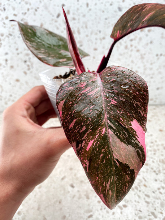 Philodendron Pink Princess Marble Galaxy 4 leaf top cutting (slightly rooted)