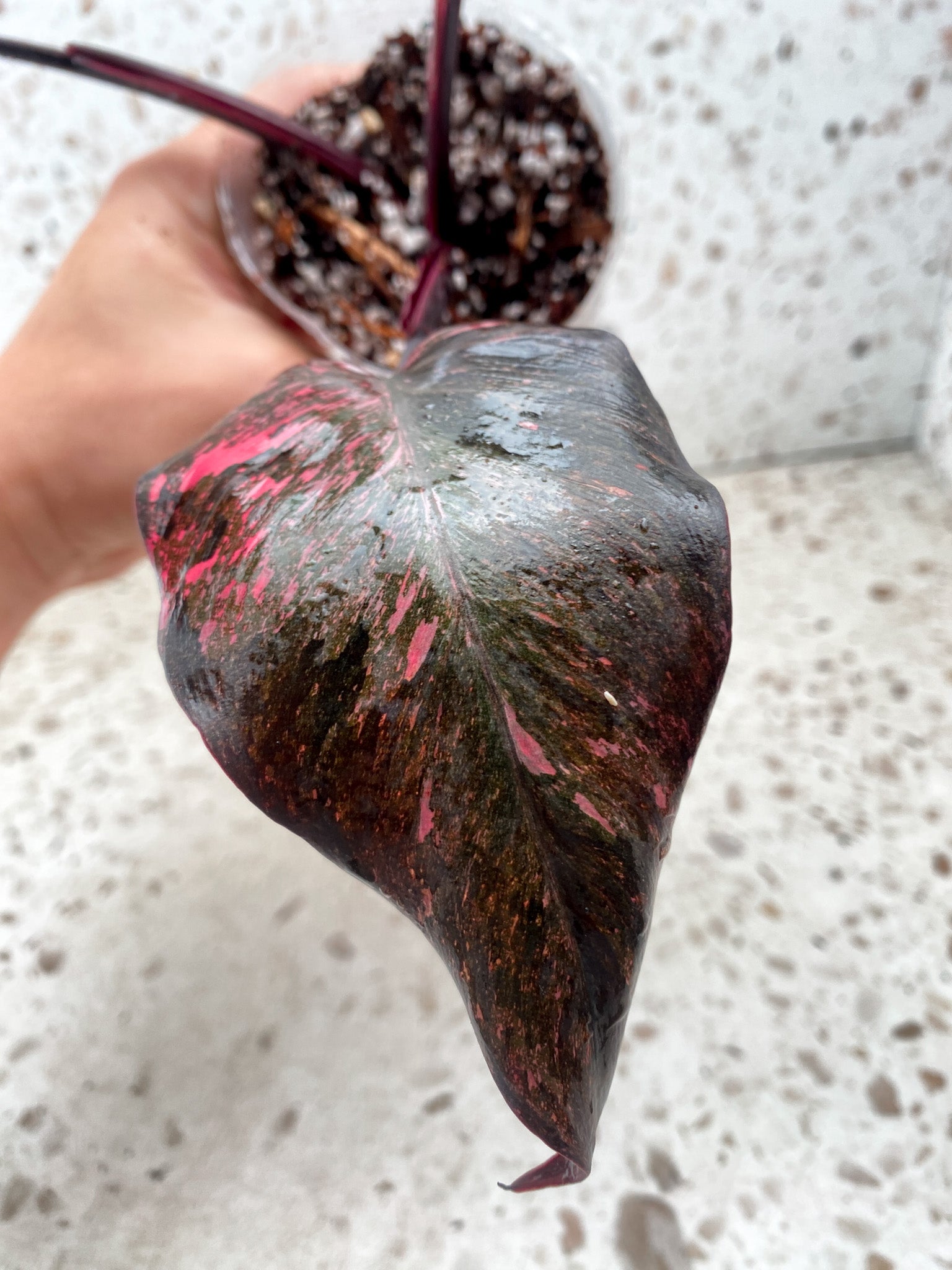 Philodendron Pink Princess Marble Galaxy 3 leaves 1 shoot about to unfurl top cutting (slightly rooted)